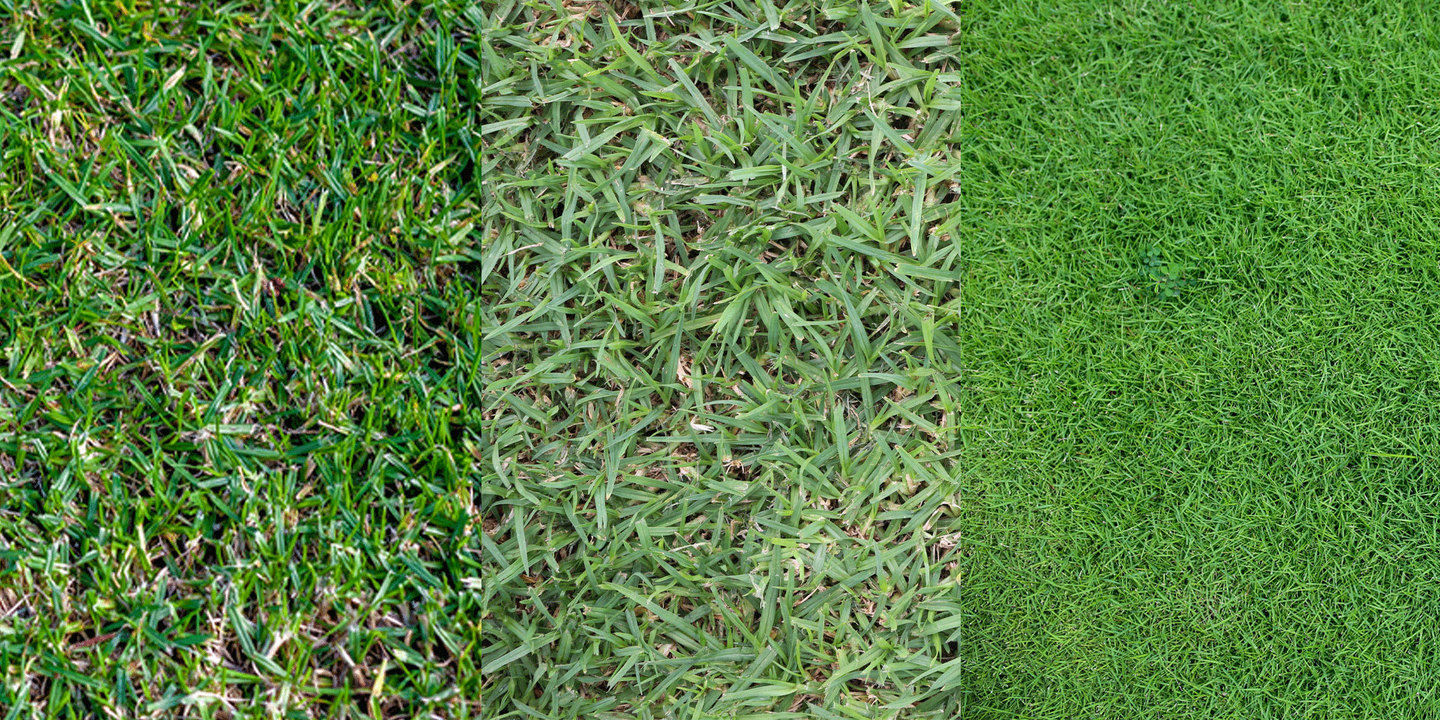 Three different grass types