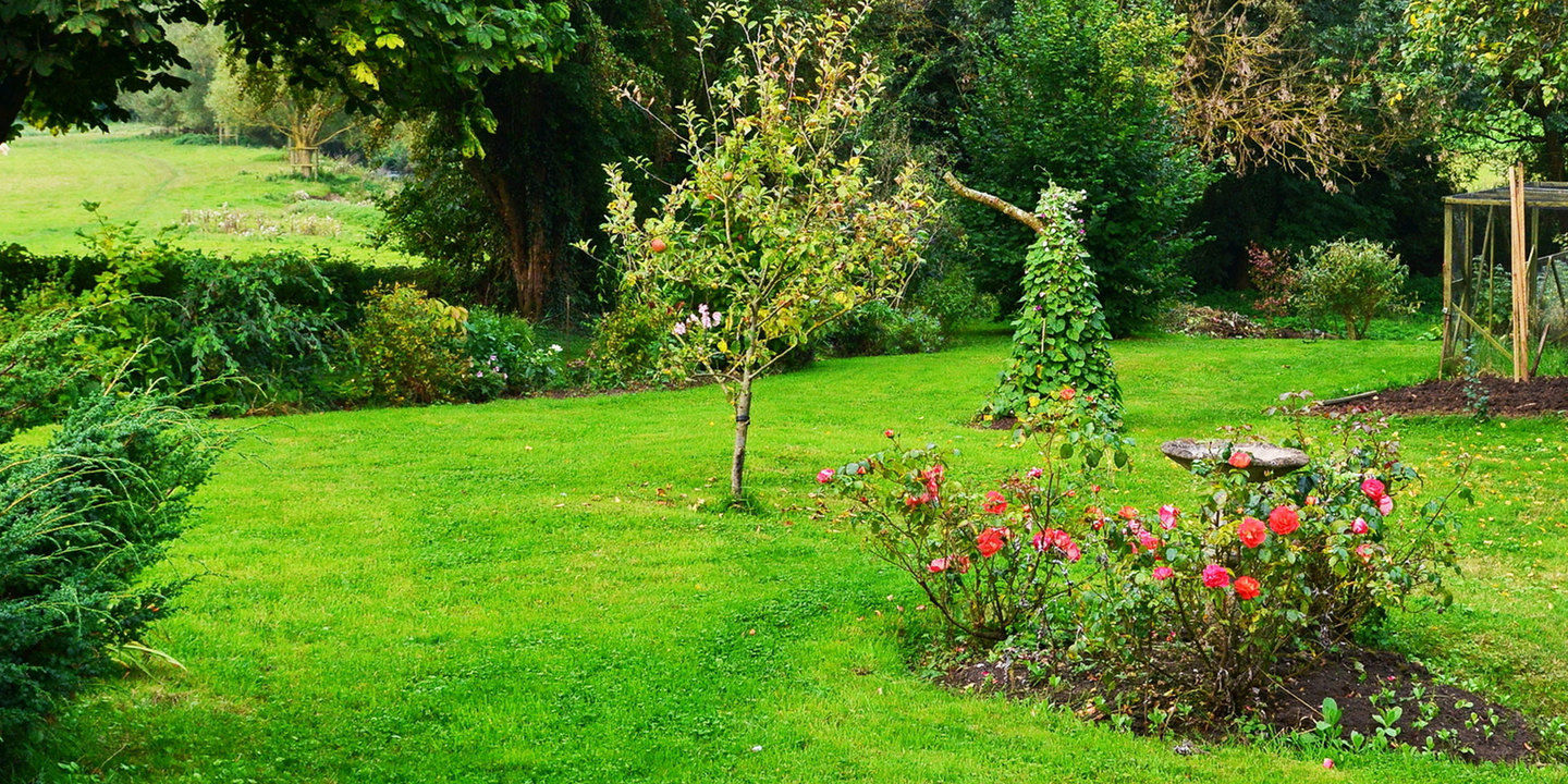 A vibrant green garden with a lush lawn, trees and shrubbery