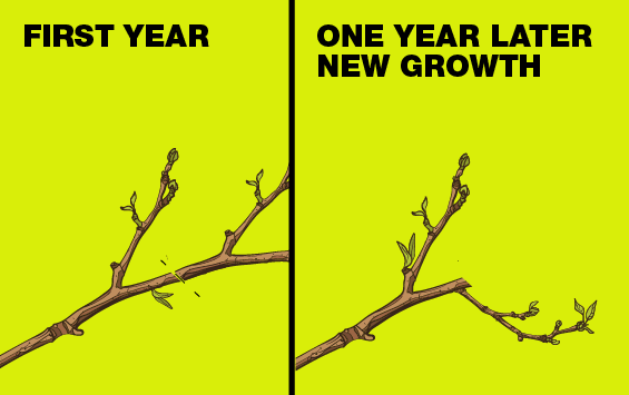 Diagram showing growth the first year and one year later new growth after heading cut.