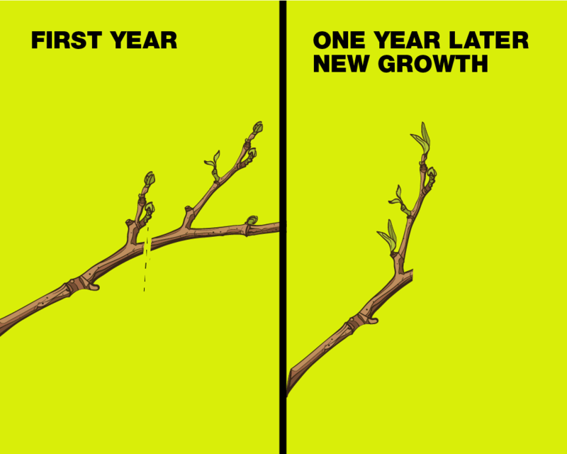 Diagram showing growth the first year and one year later new growth after thinning cut.