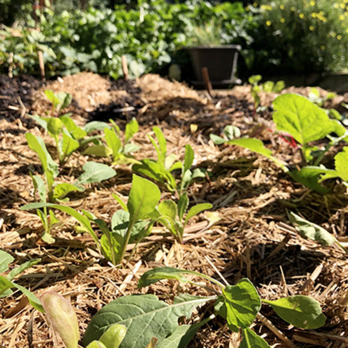 Vegetable seedlings in a sunny spot surrounded by mulch